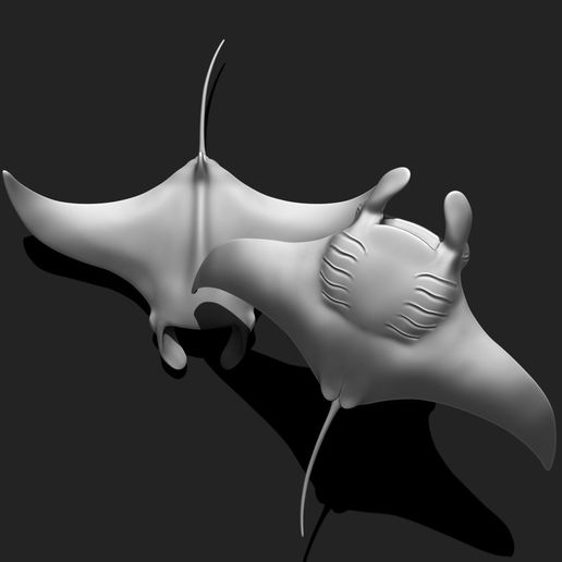 09_manta-ray-mantas-3d-print-aquarium-3d-model-f356f0b786.jpg Manta Ray - Mantas - 3D Print - Aquarium
