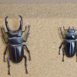 DSC05539c_-_32.jpg Tiny stag beetle (Dorcus rectus)