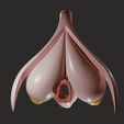 clitoris0004.jpg Clitoris Anatomy - Aroused Clitoris