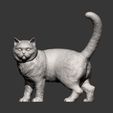 british-shorthair-cat12.jpg british shorthair cat 3D print model