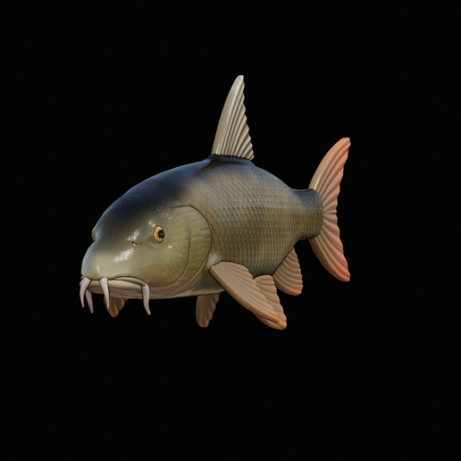 🐠 COMMON BARBEL / BARBUS BARBUS fish model for 3D printing・ 3D File for ...