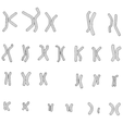 Karyotype_Wireframe_2.png Human Karyotype - Male and Female