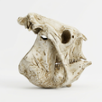 1.png Glyptodon Skull - Prehistoric Armored Mammal Fossil