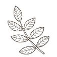 sketch-leaf-isolated-on-white-vector-3189486.jpg Leaf Identification Lesson