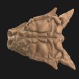 19.jpg Pinacosaurus Crâne