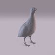 Partridge_0011.jpg Perdiz