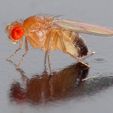 Drosophila_melanogaster_-_side_aka.jpg Fruit Fly Trap - Fruchtfliegenfalle