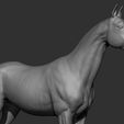 12.jpg Horse Breeds Collection