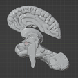 38.PNG.d9c451cf3c041832056825dadf9ffd75.png 3D Model of Human Brain