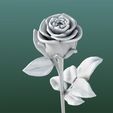 Image03.jpg Rose flowers