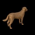 29.jpg Labrador Retriever model 3D print model