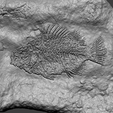 f4.png Fish Mineral Fossile - Realistic Printable Resin