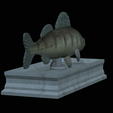 Zander-statue-15.png fish zander / pikeperch / Sander lucioperca statue detailed texture for 3d printing