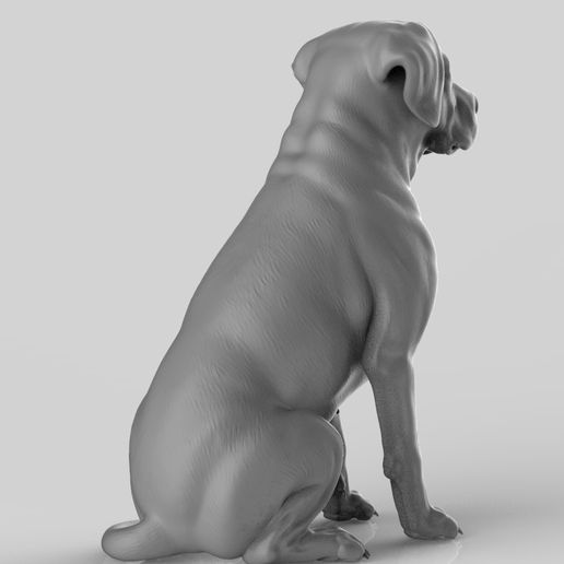 labra14.jpg Realistischer Labrador Retriever