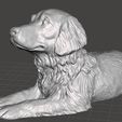 Golden-Retriever-b.jpg Golden Retriever