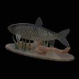 Grass-carp-1-3.png fish grass carp / Ctenopharyngodon idella / amur bílý statue detailed texture for 3d printing