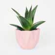 QB Maker Polo-pot_cactus rose pastel.jpg STL file Low poly pot / Plant cactus・3D printing design to download
