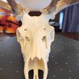 362203973_968330444440277_6305579750403428504_n.jpg Elk Skull