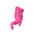 6.png Lower gastrointestinal tract segmented