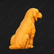 909-Basset_Fauve_de_Bretagne_Pose_06.jpg Basset Fauve de Bretagne Dog 3D Print Model Pose 06