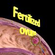 0011.jpg Fertilization stages of ovum