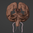 4.png 3D Model of Brain and Blood Supply - Circle of Willis