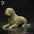 Bullmastiff-Pose-07-Dog-3D-Print-9s.jpeg Bullmastiff Dog 3D Print Model Pose 07
