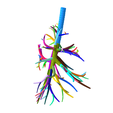 7.png Tracheobronchial Tree Segmented in 101 Parts