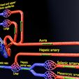 file-2.jpg systemic blood flow detailed labelled 3D model