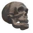 9.jpg Human Evolution: exclusive pack of 5 skulls