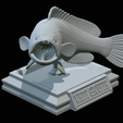 White-grouper-open-mouth-1-38.png fish white grouper / Epinephelus aeneus trophy statue detailed texture for 3d printing