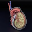 testis-anatomy-histology-3d-model-blend-52.jpg testis anatomy histology 3D model