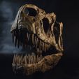DSC_0177-1500px.jpg Allosaurus skull