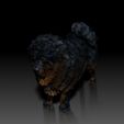 Tibetan-Mastiff03.jpg Tibetan mastiff - DOG BREED - CANINE -3D PRINT MODEL