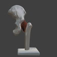 7.png 3D Hip Joint Anatomy Model