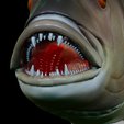 Dentex-mouth-statue-38.png fish Common dentex / dentex dentex open mouth statue detailed texture for 3d printing