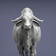 Gyr-Bull3.jpg Gyr Bull 3D print model