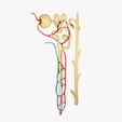 Nephron_Tumbnail.png 3D file Kidney Nephron Structure Anatomy・3D printing template to download
