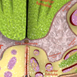 Screenshot-14.png Spinal cord transverse section coverings label 3D model