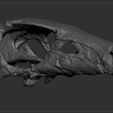 NNSRS_0003_Layer-17.jpg Dinosaur Skull - Nanosaurus
