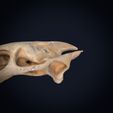 Textured-cults___0007.jpg Realistic Turtle Skull 3D Printable Model