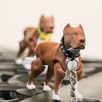 3.jpg PitBull Dog Flexi_Print_In_Place