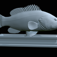 Dusky-grouper-33.png fish dusky grouper / Epinephelus marginatus statue detailed texture for 3d printing