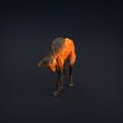 Manned_wolf_7.jpg Манедовый волк