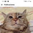 Easter Cats