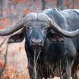 buffalopic.jpg Mini bêtes crâne de buffle africain