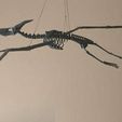 IMG_6369a.jpg Pteranodon Skeleton