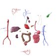 02.jpg INTESTINAL ANATOMY STOMACH ESOPHAGUS INTESTINE SMALL LIVER LUNG LARGE HEART THROAT PANCREAS BLOOD VESSEL