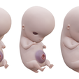 6_Weeks_Color.png 6 Weeks Human embryonic (baby stages)