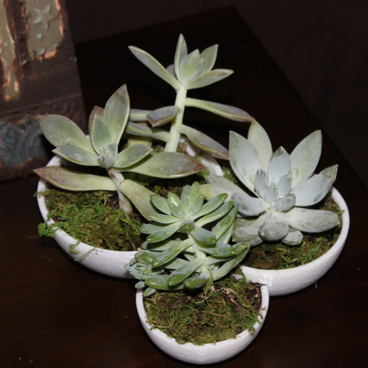 Succulent Tri-Bowl